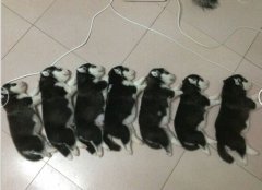 ����û��ˮ��ô�죿