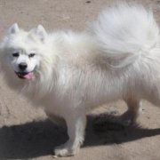 ��ĦҮ���г�ʲô��Ӫ����ͼ��