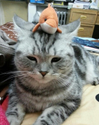 è��Ӫ�����ĸ���