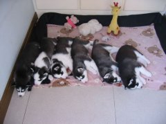 ����û��ˮ��ô�죿