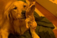 ��ëС����ʲô�̷ۣ�