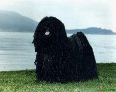 ����ȮƤ������ô�죿����ͼ��