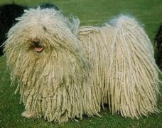 ����ȮŻ����ô�죿����ͼ��