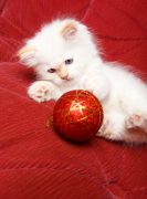 ����Сè��ʲô�ã���è�Զ���è��