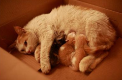 Сè��ʲô�ã�èӪ������ô�ԣ�