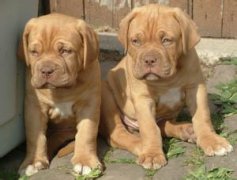 ������Ȯ����ע�������ͼ��