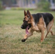 ι����С����ʲô�̷ۺã�