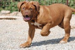 ������Ȯ������ε���������ͼ��