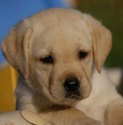 ����Ӫ������֢״��ʲô��ͼ��