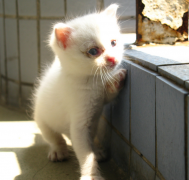 è�ɳ�����ôι������èӪ����ʲô���Ӻã�