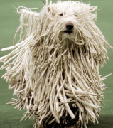 ����Ȯ��ʲô�ã���ƶѪ��Ӫ������