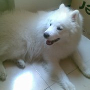 �������к��ܳԼ���ͷ��ͼ��