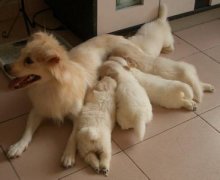 ������������ôι����ͼ��