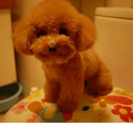 ̩�ϳ�ʲô��Ӫ����ͼ��