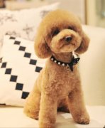 ����Ҫ��Ӫ��Ʒ��ͼ��