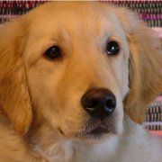 �������в�����ЩӪ����ͼ��