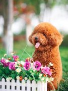 ̩��Ȯ����ιţ����