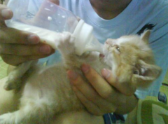 ��èֻ��è��������