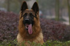 ι����С����ʲô�̷ۺ�