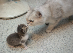 ��è��ôι������è��ʲô�ã�