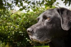 ���������ʲô�����ã���ͼ��