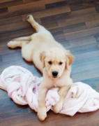 �����˳�ʲôӪ�����