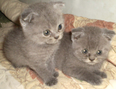 ��ëè��ʲôè����