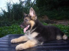 ������С��ιʲô�̷ۺã�