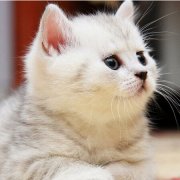 è���������ô����Ӫ����ͼ��