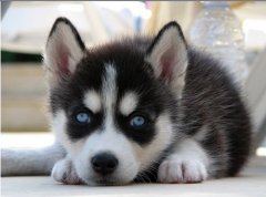 ���������̷������ӣ�ͼ��