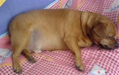 ĸ�����󲻳�ʳ��ô�죿