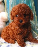 С���費��Ҫ��Ҫ�����̷ۣ�