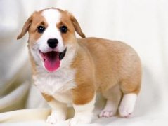 ��θ���������Ӫ���ͣ�����ͼ��