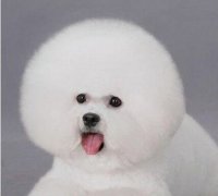 ���ܳ�ʲô����Ӫ���ã�ͼ��