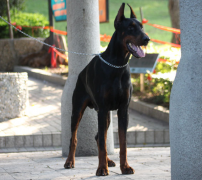 �ű���Ȯ��ʲô��