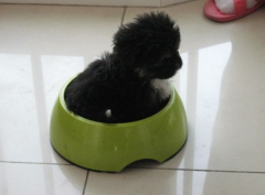 ��ʩ��Ȯ��ʲô��