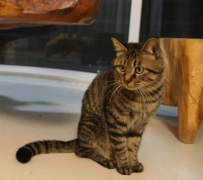 �껨è��ʲô�ģ�ͼ��