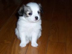 ��Ȯ����֢״������ͼ��