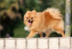 ������֬�����𣿣���ͼ��