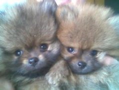 �������ʲ���ô�죿����ͼ��