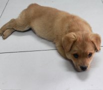 2���´��ë�Զ��٣�ͼ��