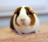 ��������ʲô�ã�ͼ��