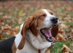 ����Ӫ����