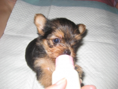 �����Զ�������