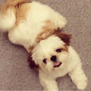 ̩�ϲ��Զ���û����