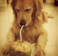 �����̩��Ż�²��Զ���