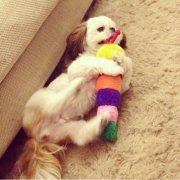 ����׵����ͻ��֢