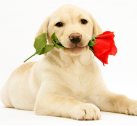 ����˹��ǰ�ȹ�������