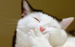 è��ͻȻŻ������ô���£�