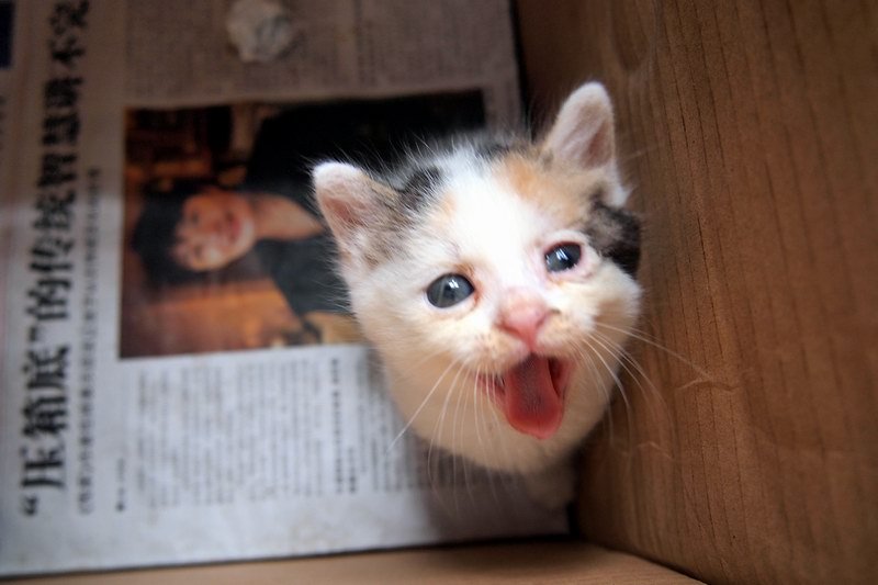 ����è�䳦θ�ף����������֪��